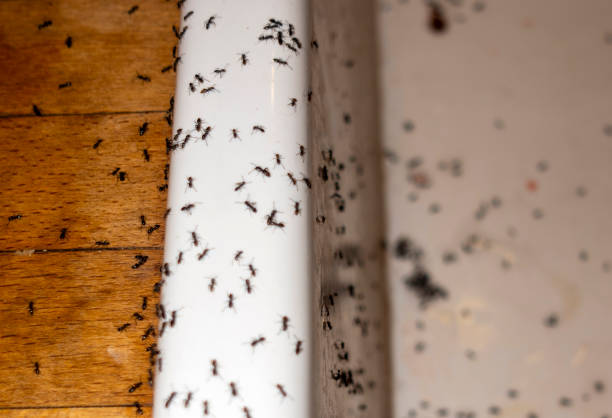Best Commercial Pest Control Services  in South Waverly, PA