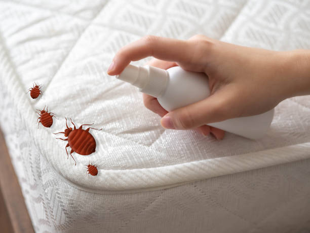 Flea Control Services in South Waverly, PA